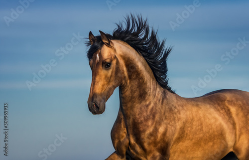 Fototapeta Naklejka Na Ścianę i Meble -  Portrait of light bay Andalusian horse.