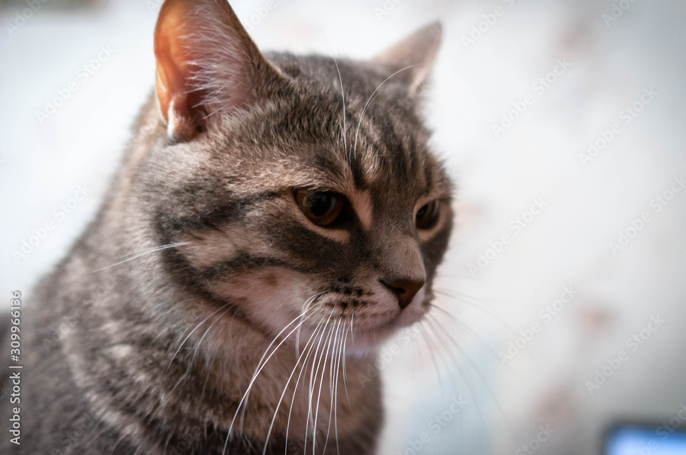 soft focus of grey cat stripped muzzle with beautiful eyes and whiskers looking away in front of white wall at home  