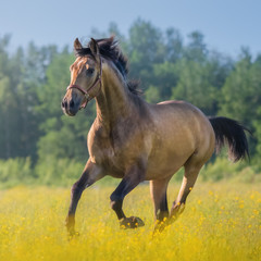Foto auf Leinwand Pferde Andalusisches Pferd im Blumenfeld auf dem Bauernhof.  © Kseniya Abramova