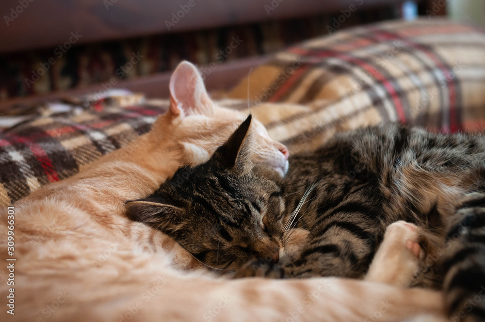 soft focus of adorable striped cats with closed eyes sleeping and hugging on brown checkered blanket at home
