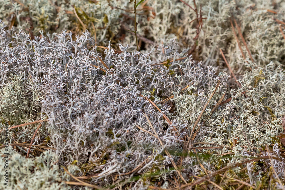 Reindeer moss growing in the tundra Reindeer moss growing in the tundra