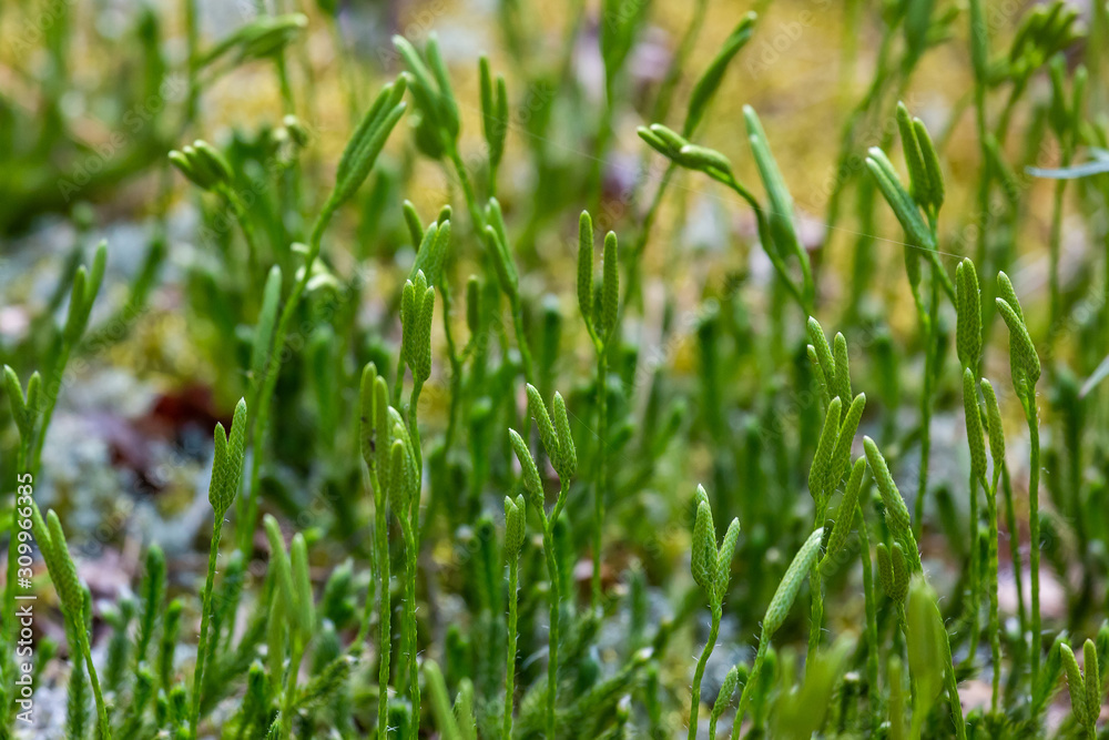 Lycopodium forest plant on a summer day, close up Lycopodium forest plant on a summer day, close up