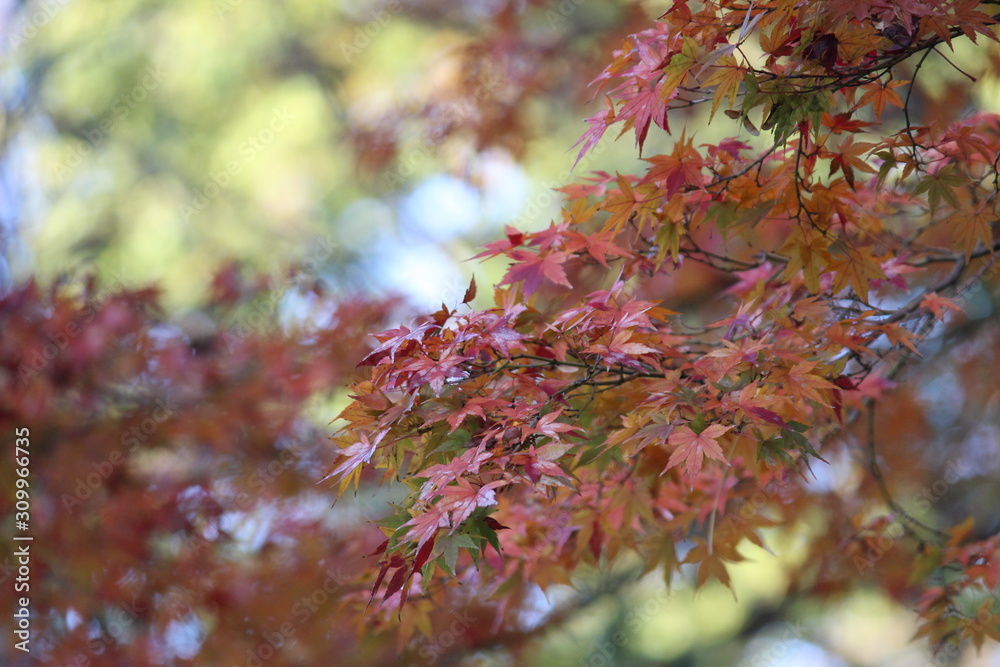 2017autumn 2017autumn