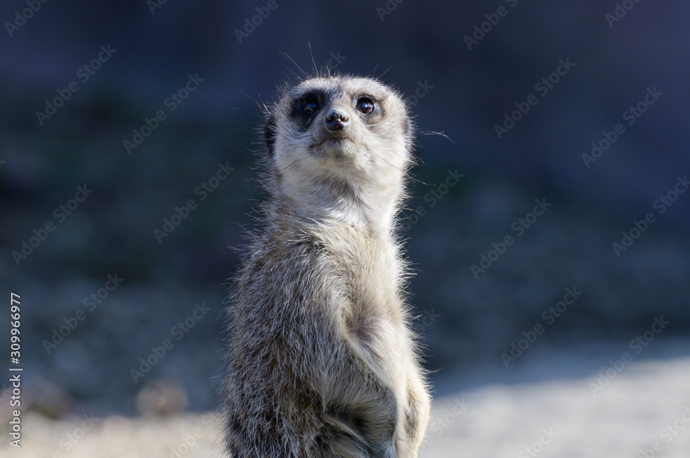 Fototapeta premium ミーアキャット