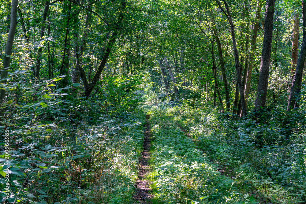 Fototapeta premium Path leading through a very lush green forest with rays of sunshine through the trees