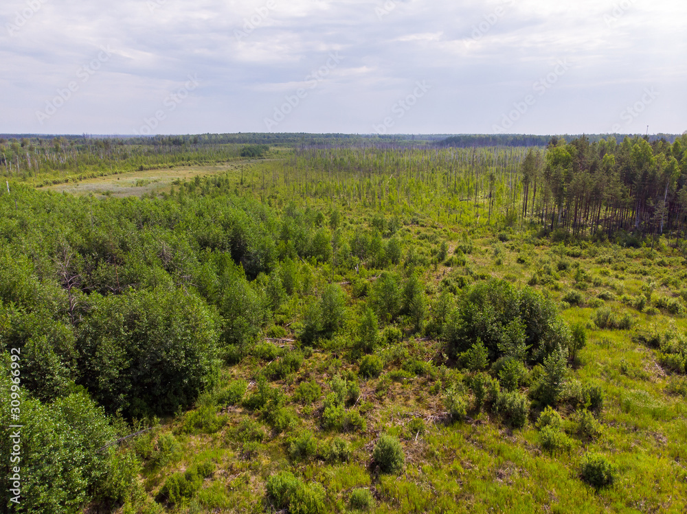 A young forest that has grown after severe forest fires. Aerial photography