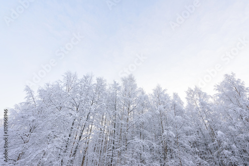 The forest has covered with heavy snow in winter season at Lapland, Finland.