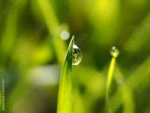 Morning dew on a grass