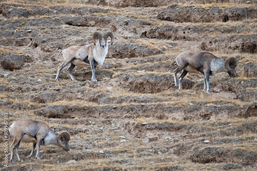 Argali sheep feeding on grass