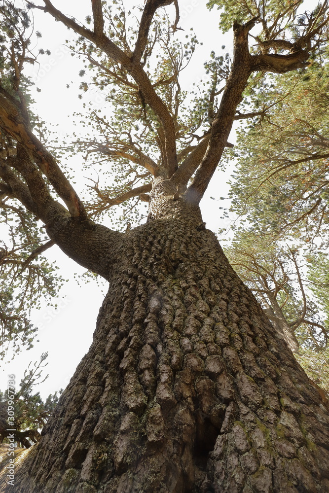 Naklejka premium View into the height along a trunk of an approximately 1300 years old pine tree