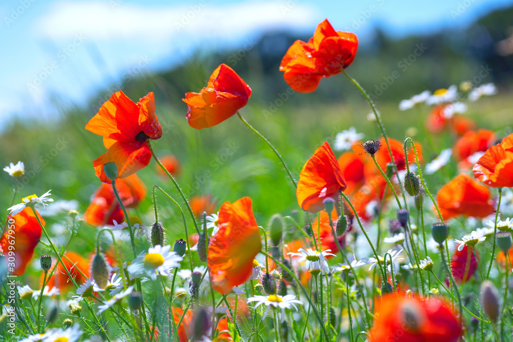 Obraz Daisies and poppies in the field