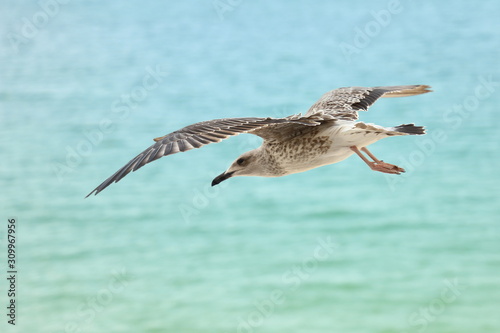 A seagull in flight over the Black Sea in Bulgaria