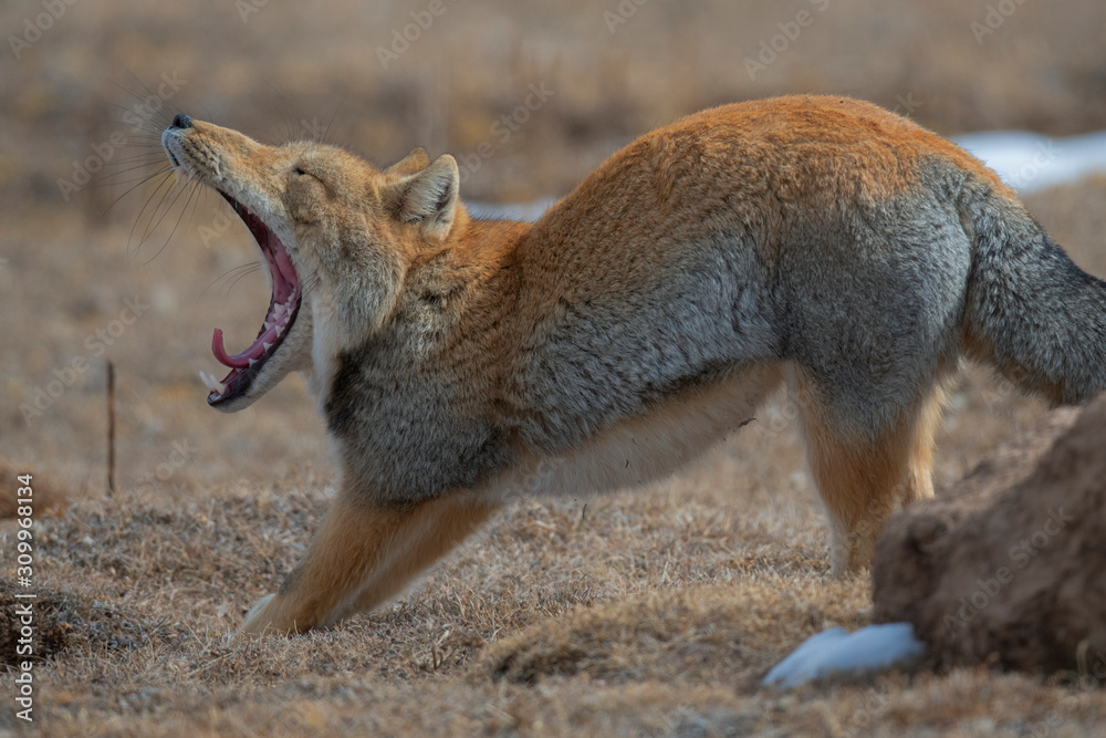 Tibetan fox yawn Tibetan fox yawn