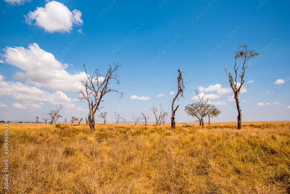 Panoramic image of a lonely acacia tree in Savannah in Serengeti National Park, Tanzania - Safari in Africa