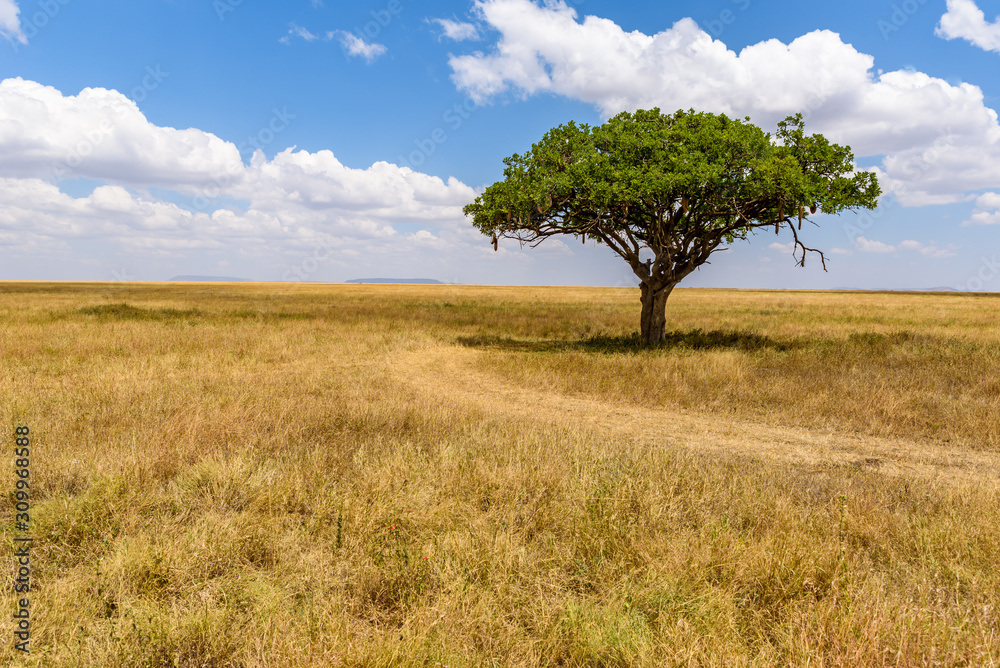 Panoramic image of a lonely acacia tree in Savannah in Serengeti National Park, Tanzania - Safari in Africa Panoramic image of a lonely acacia tree in Savannah in Serengeti National Park, Tanzania - Safari in Africa