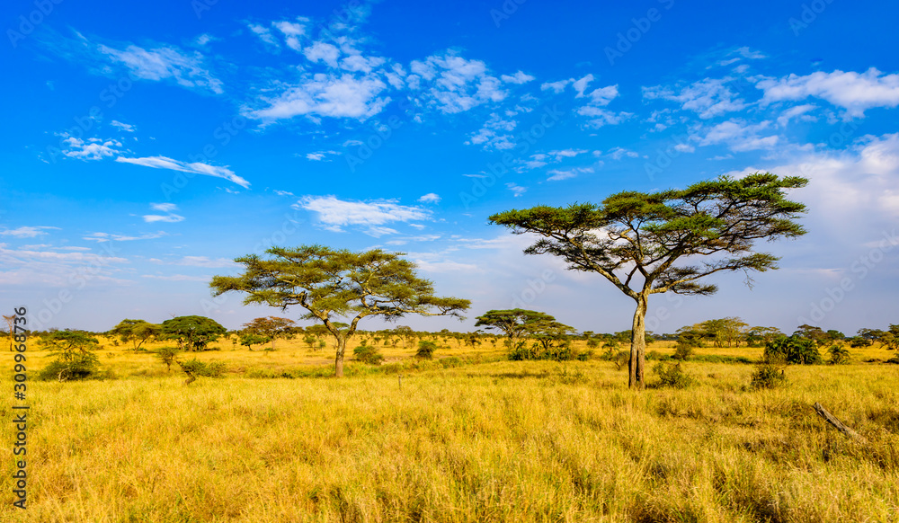 Panoramic image of a lonely acacia tree in Savannah in Serengeti National Park, Tanzania - Safari in Africa - obrazy, fototapety, plakaty 