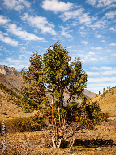 Lone tree in mountains landscape. Queyras Regional Park, France, Europe.