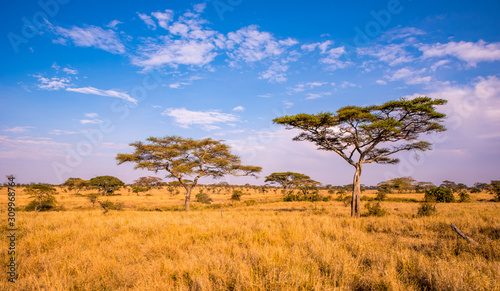 Panoramic image of a lonely acacia tree in Savannah in Serengeti National Park  Tanzania - Safari in Africa