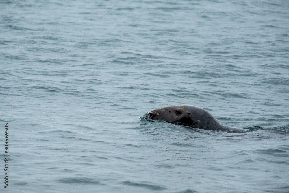 Obraz premium seals swimming in the sea