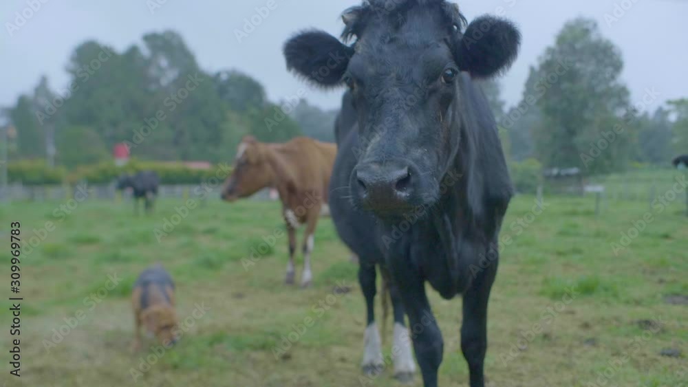 Black Cow with Broken Horns Looking at Camera, near a Dog and other Brown Cow in a Farmland Black Cow with Broken Horns Looking at Camera, near a Dog and other Brown Cow in a Farmland