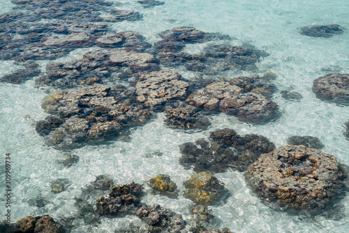 Live coral at low tide on Sampoerna, Sabah, Malaysia.
