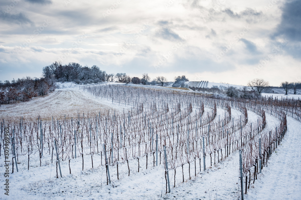 Vineyard in Burgenland in Winter with snow