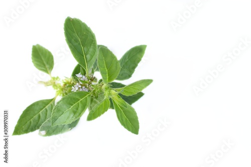 fresh spearmint leaves on white background