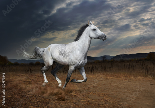 fast galloping white horse against the background of the evening landscape