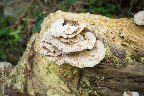 Close-up hen of the woods mushroom in nature forest