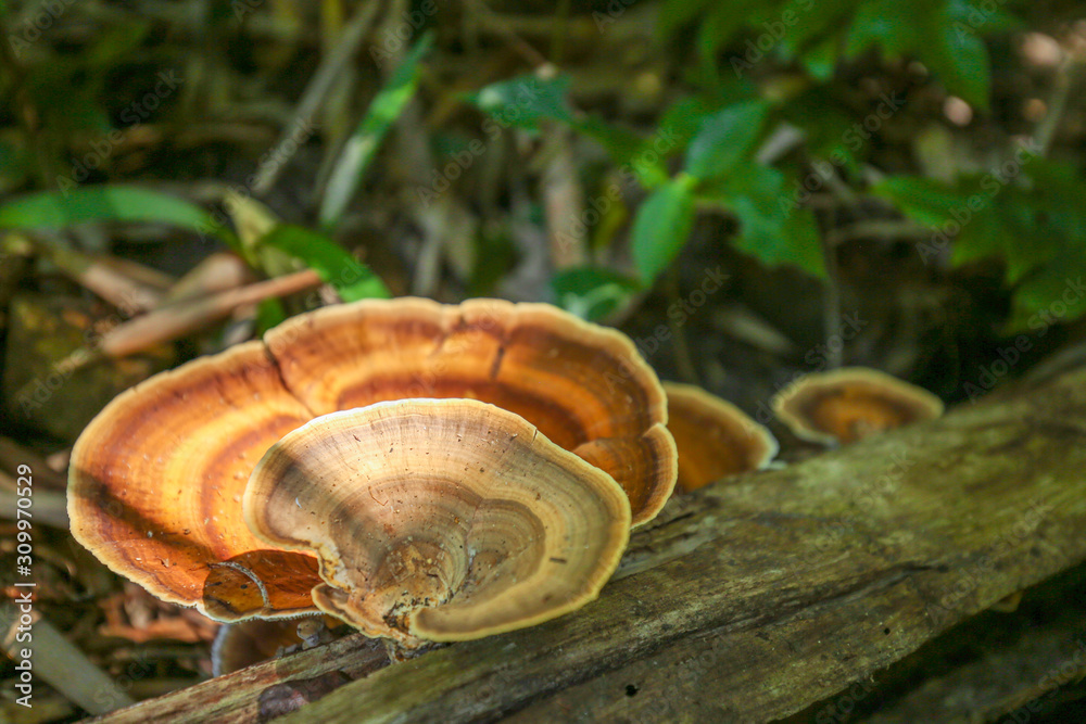 Close-up hen of the woods mushroom in nature forest Close-up hen of the woods mushroom in nature forest