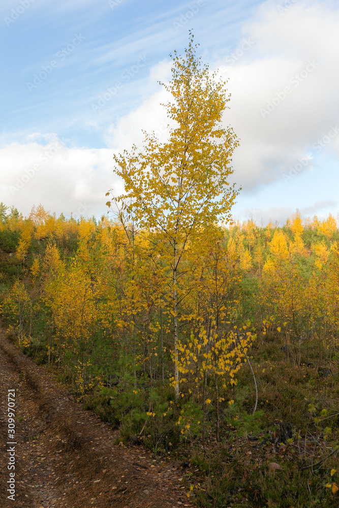 autumn birch in the forest