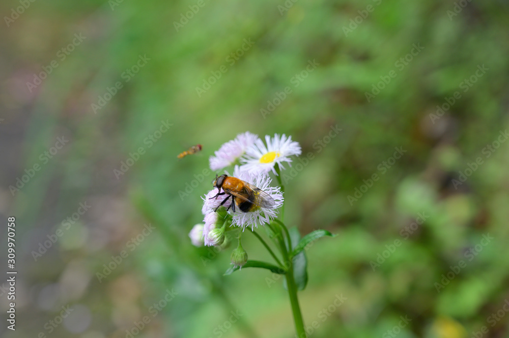 Obraz premium ミツバチ