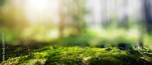 Ecology background photo