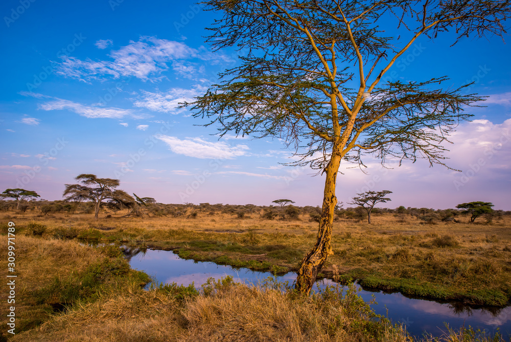 River and Lake in beautiful landscape scenery of Serengeti National Park, Tanzania - Safari in Africa