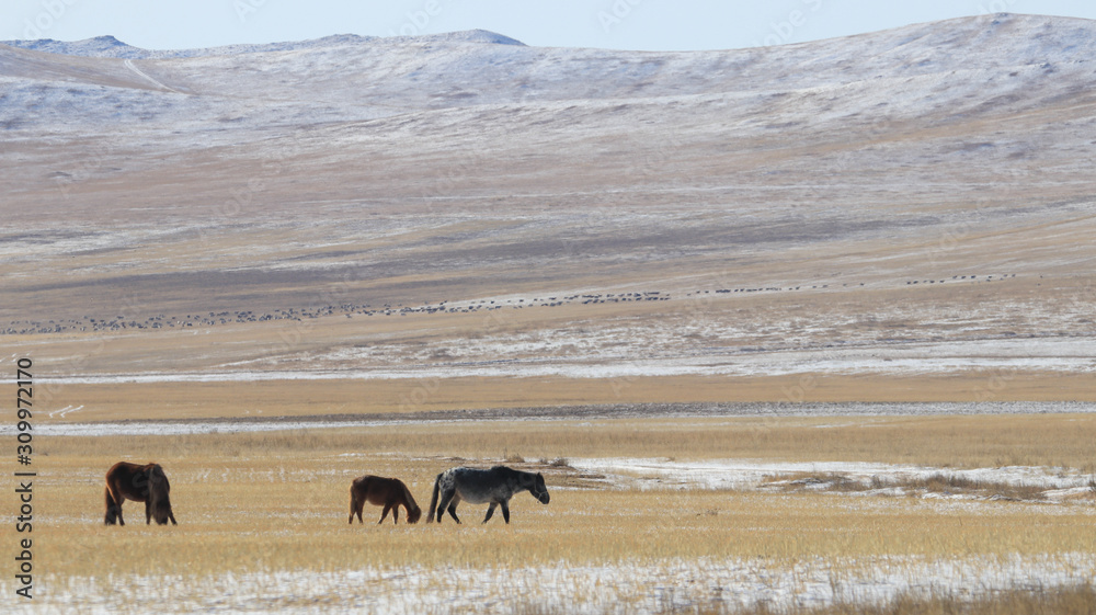 Fototapeta premium Mongolian wide field on the winter,