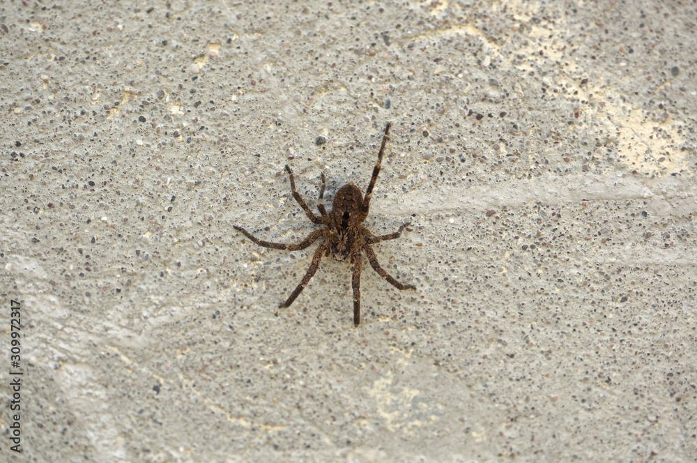 Spider on wall. Close-up on wolf spider outdoor. Spider on wall. Close-up on wolf spider outdoor.