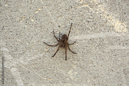 Spider on wall. Close-up on wolf spider outdoor.