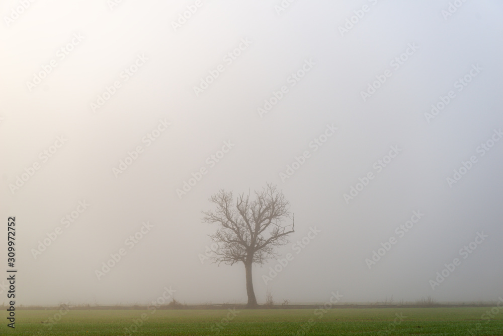 Sunrise over a field with fog and a tree Sunrise over a field with fog and a tree