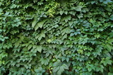Virginia Creeper's leaves on wall. Green leaves.