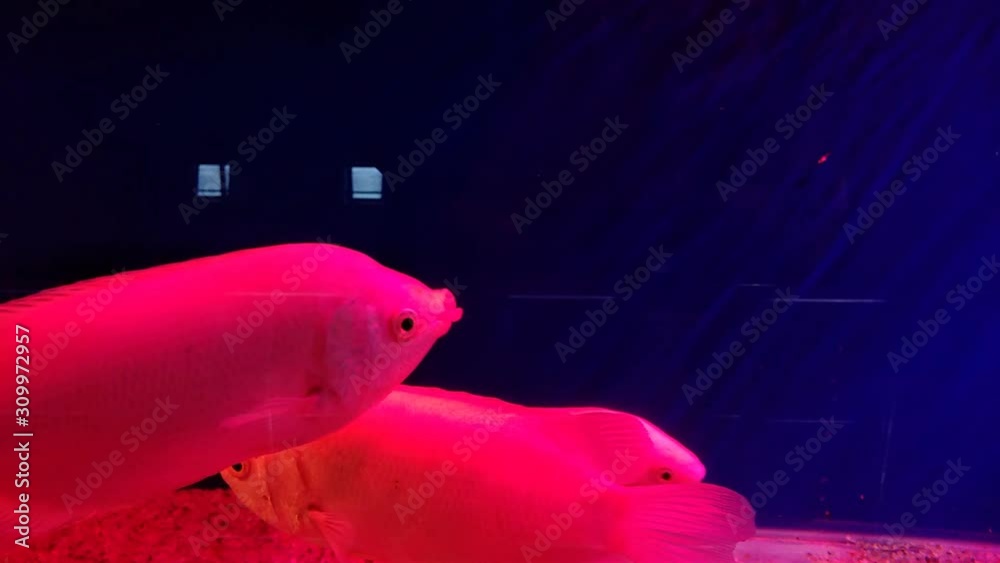 Kissing gourami (Helostoma temminckii), also known as the kissing fish ...