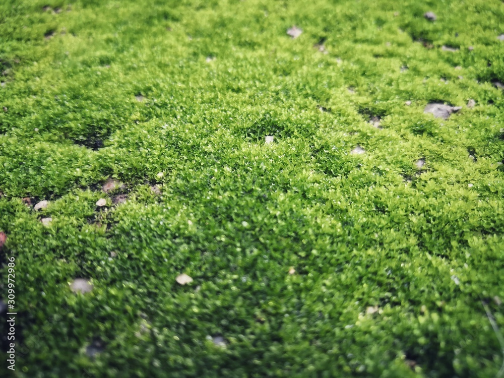 moss on green grass background moss on green grass background