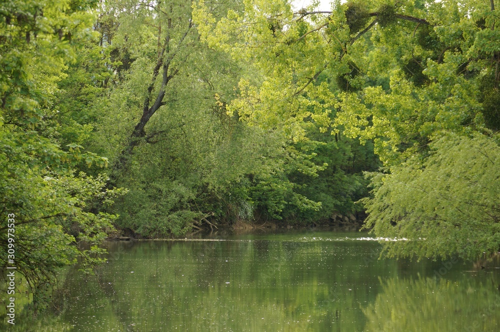 Fototapeta premium River surrounded by forest. Green trees above a river. Sun in foliage.