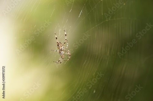 Spider in its web with green unfocused background