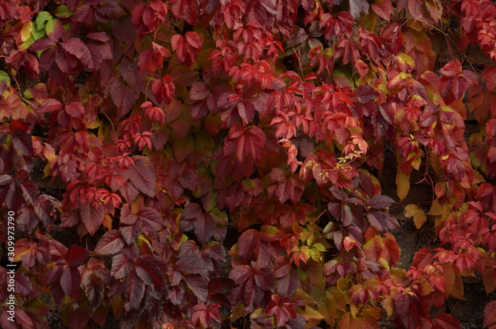 Virginia Creeper's leaves. Autumn colorful leaves. Deep red leaves. Virginia Creeper's leaves. Autumn colorful leaves. Deep red leaves.