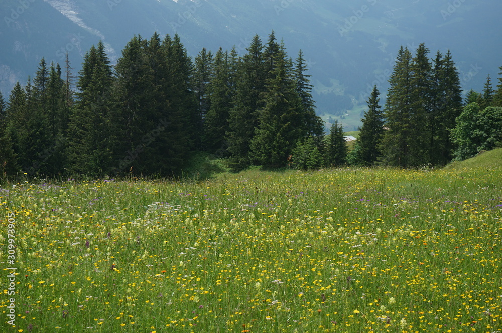 スイスアルプスの花畑