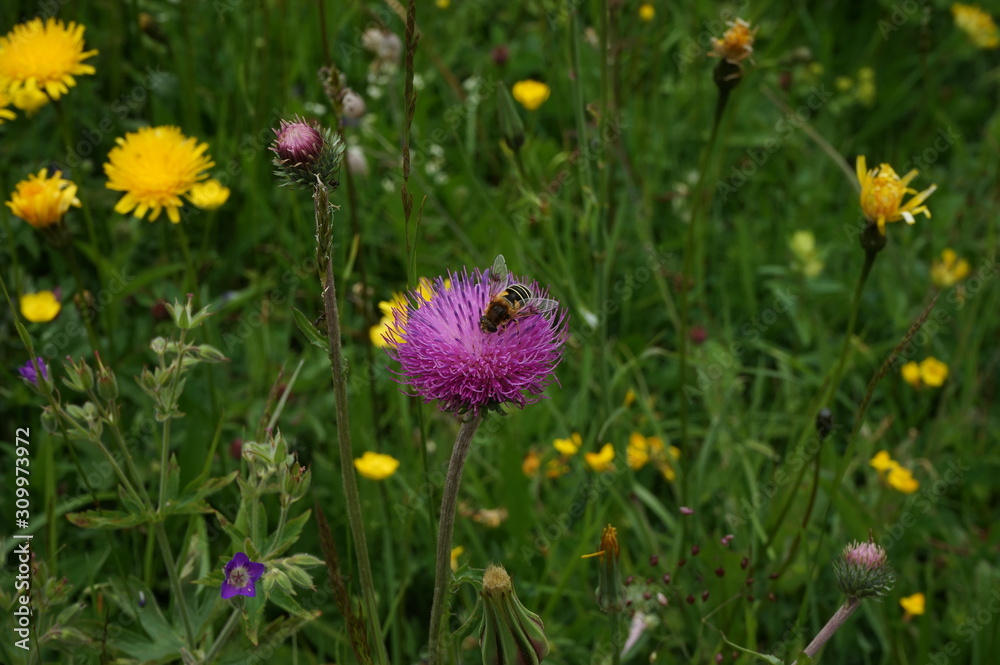 スイスアルプスの花畑 スイスアルプスの花畑