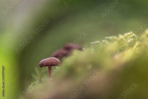 Mushroom in the forest - photographed with a vintage lens