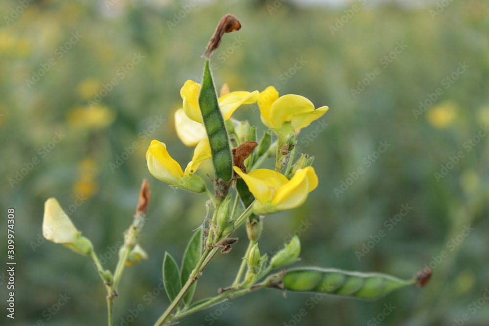 bud of flower on green background of blue sky bud of flower on green background of blue sky