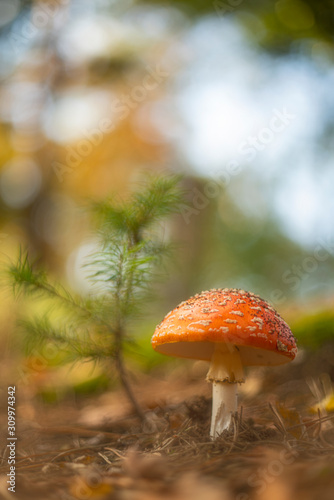 fly agaric mushroom in the forest