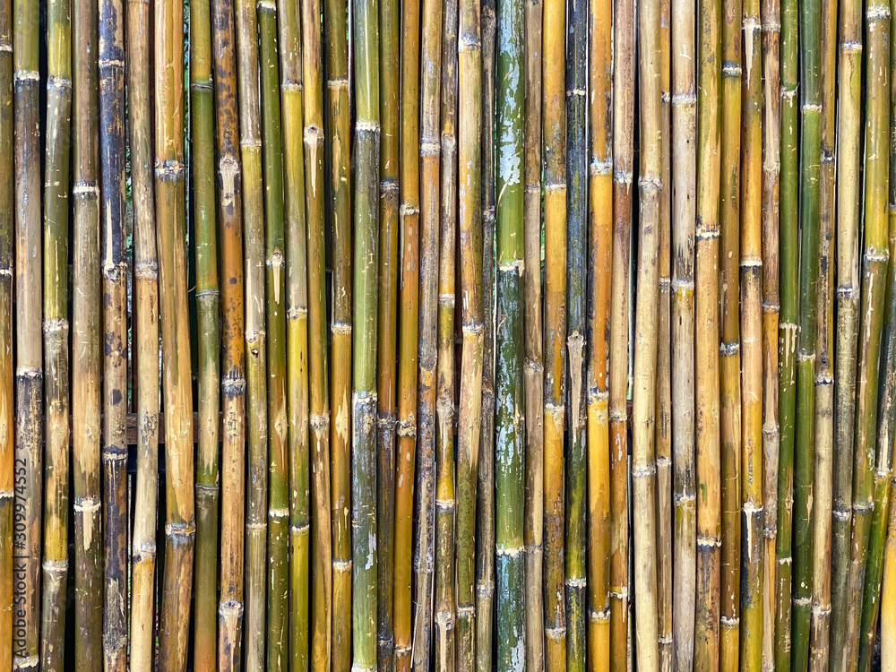 Fototapeta premium Green bamboo fence texture background, bamboo texture panorama